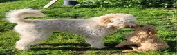 Australian Labradoodle honden te koop: Aust. Labradoodle – sociaal&hypoallergeen - Advertentie 3