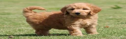 Goldendoodle honden te koop: Mooie Goldendoodle pups - Advertentie 13