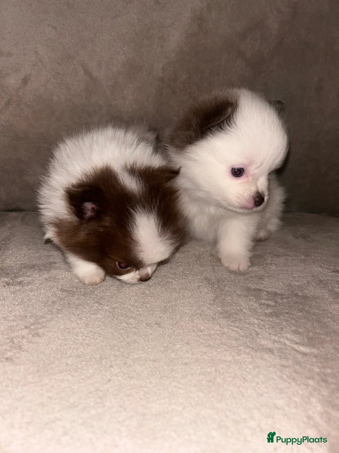 Pomchi honden te koop: Kleine pomchi pups 75% pomeranian 25% chihuahua - Advertentie 4