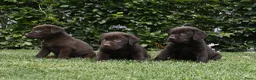 Labrador Retriever honden te koop: Chocolade bruine labrador pups met stamboom ! - Advertentie 16