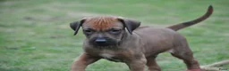 Rhodesian Ridgeback honden te koop: Prachtige Rhodesian Ridgeback pups met stamboom - Advertentie 6