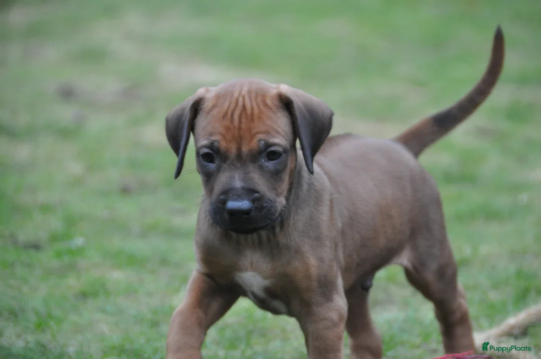 Rhodesian Ridgeback honden te koop: Prachtige Rhodesian Ridgeback pups met stamboom - Advertentie 6