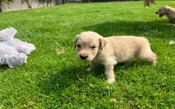 Goldendoodle honden te koop: F1 Goldendoodle pups - Afbeelding 13