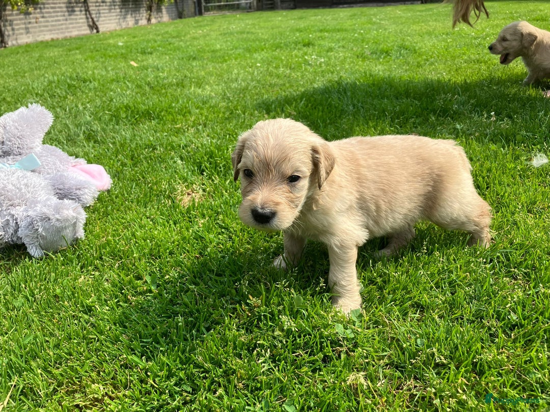 Goldendoodle honden te koop: F1 Goldendoodle pups - Afbeelding 13