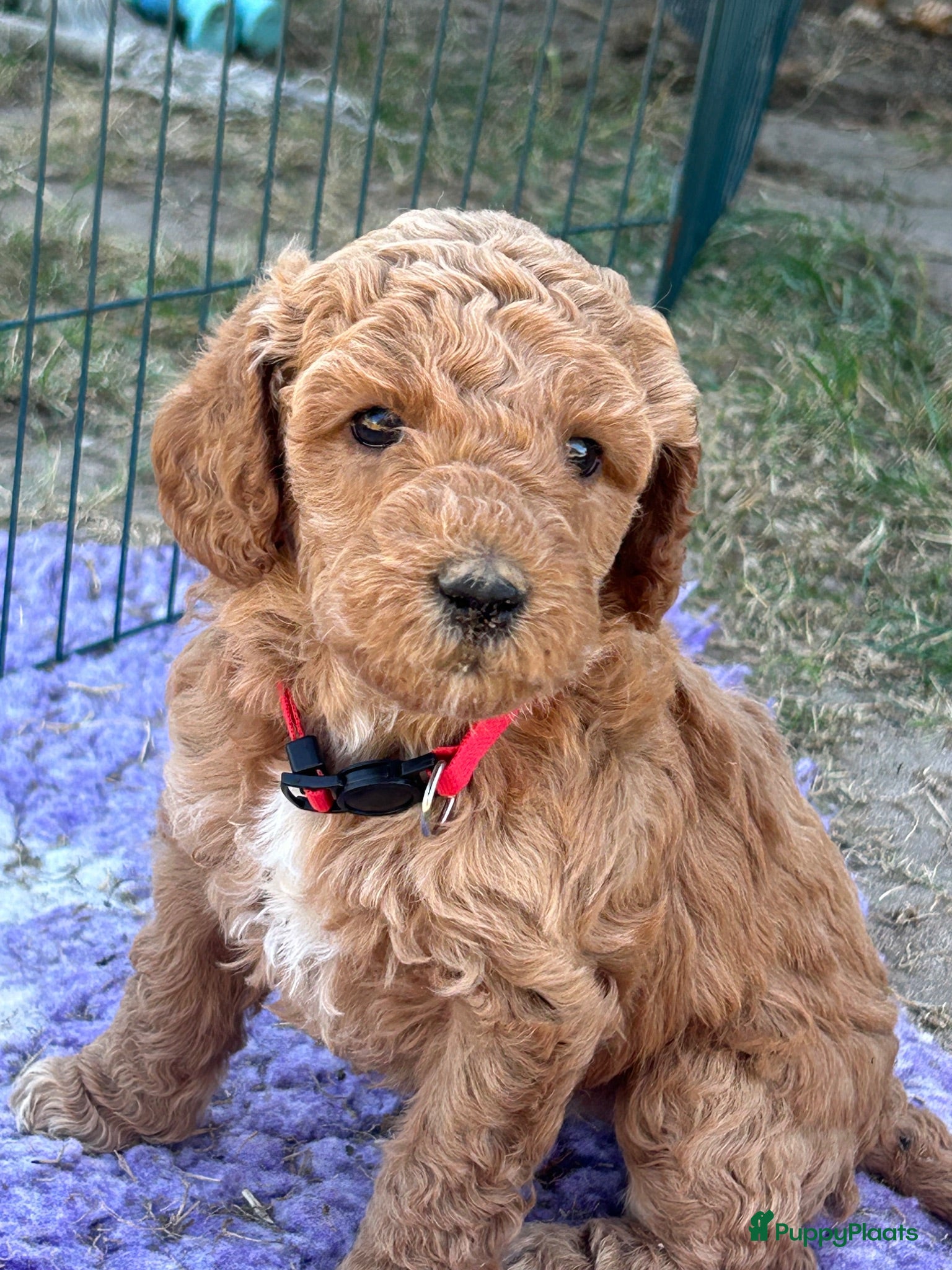 Australian Labradoodle honden Prachtige Australian labradoodle pups  - Advertentie 1