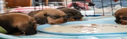 Ruwhaar Teckel honden te koop: Prachtige Ruwharige Teckel pups - Advertentie 26