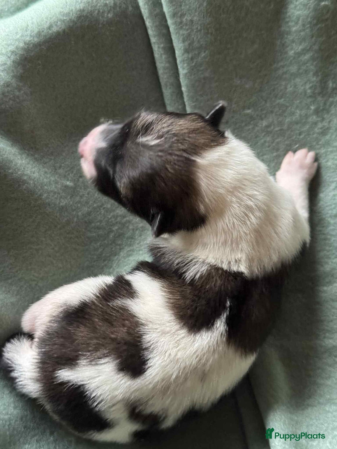 Thai Bangkaew Dog honden te koop: Thai Bangkaew Dog puppies - Advertentie 10