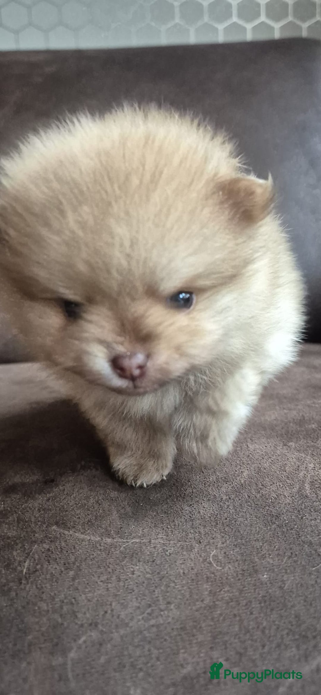 Pomsky honden te koop: Prachtige hondjes  - Advertentie 12