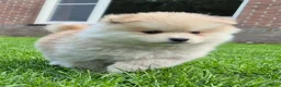 Kruising honden te koop: Pomsky x shiba inu (1/4) pups - Advertentie 11