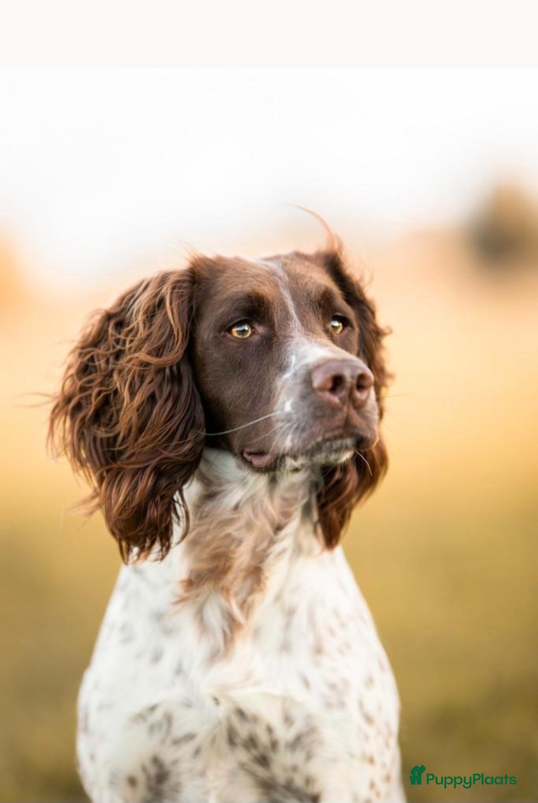 Engelse Springer Spaniel honden Engelse Springer Spaniel pups met stamboom - Advertentie 2