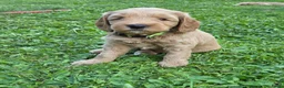 Kruising honden te koop: Labradoodle  in Boskoop - Advertentie 2