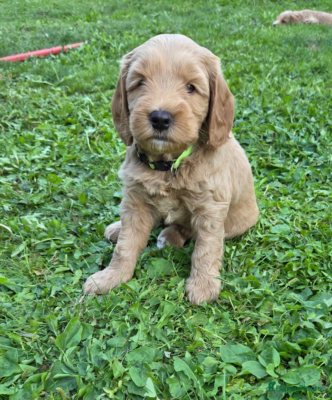 Kruising honden te koop: Labradoodle  in Boskoop - Advertentie 2