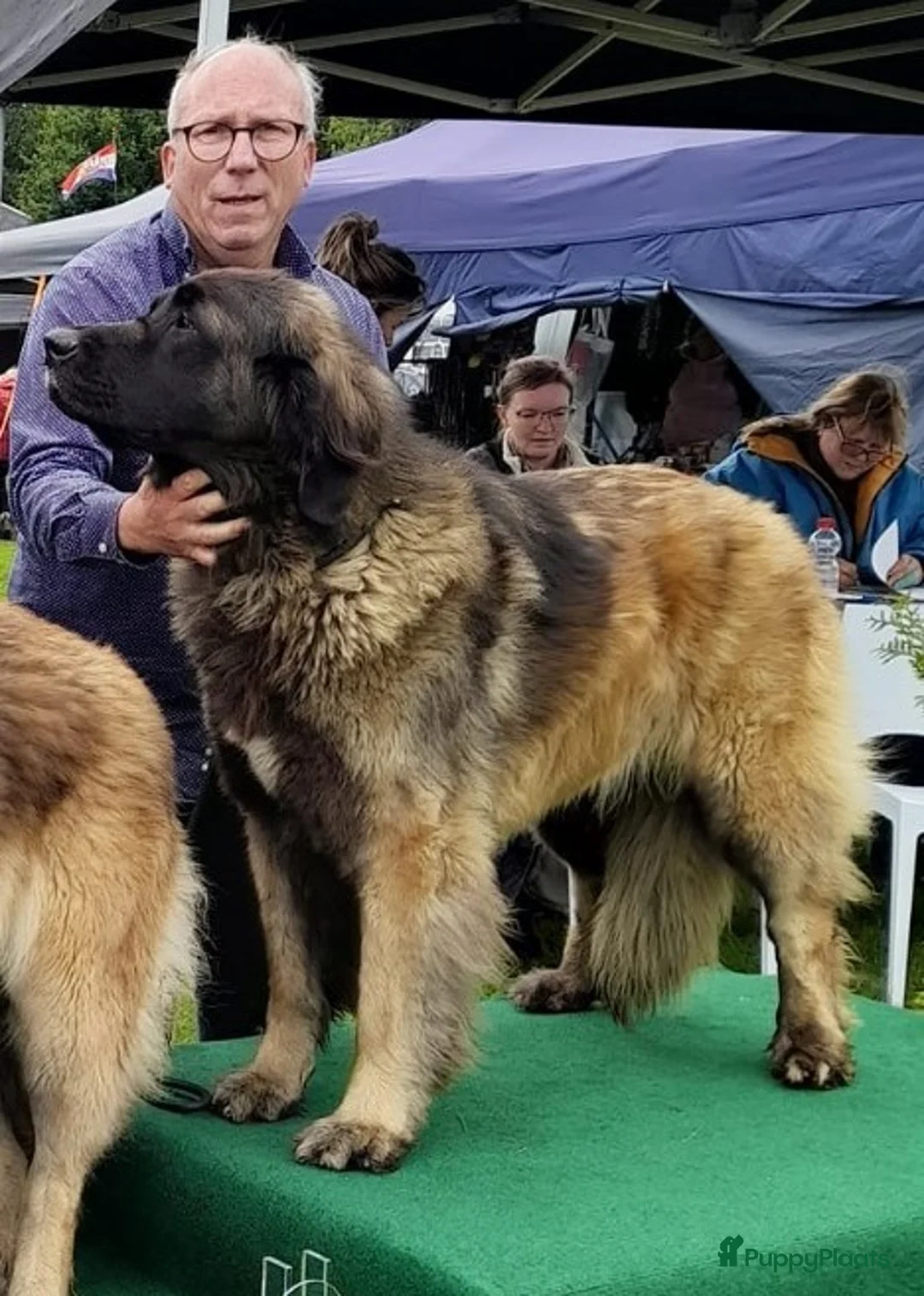 Leonberger honden te koop: Leonberger pups voor de echte liefhebber - Advertentie 7