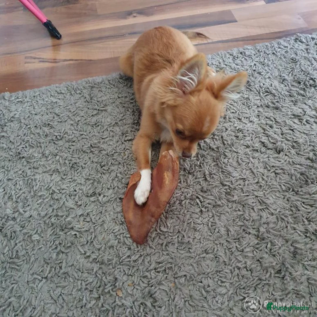 Chihuahua honden ter dekking: Chihuahua dekreu ( niet te koop ) in Enschede - Advertentie 2