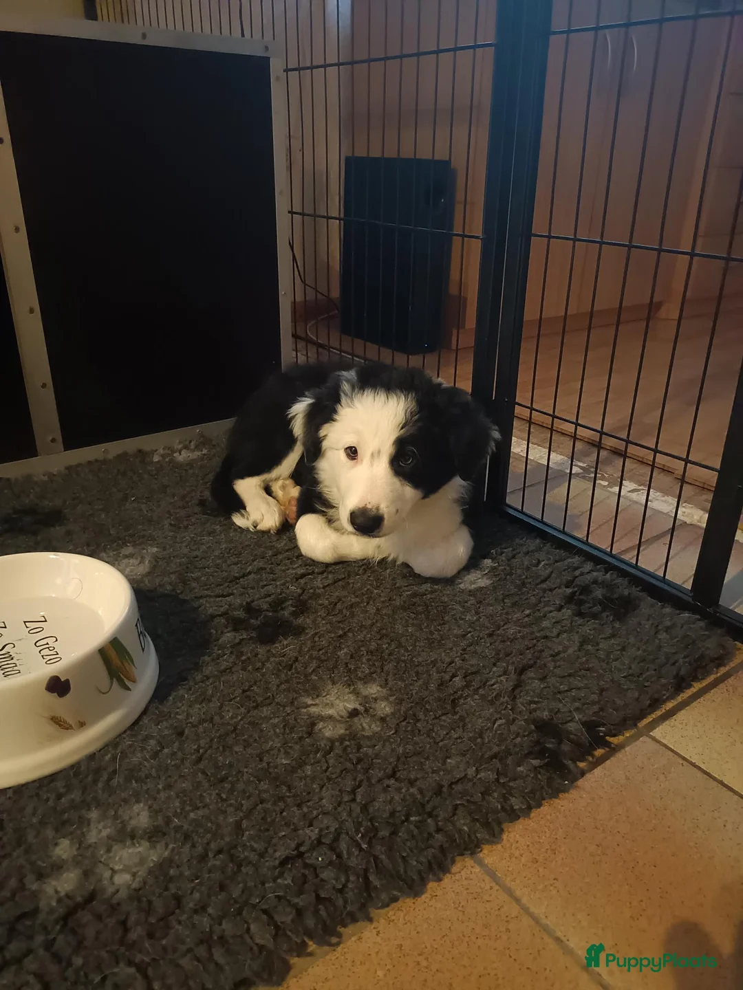 Border Collie honden te koop: Nog 1 reutje beschikbaar uit nest van 5 - Advertentie 11