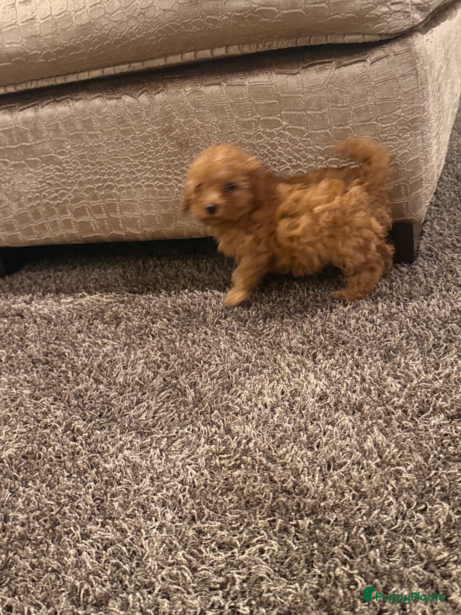 Maltipoo honden Maltipoo X Toy Poedel - Advertentie 2