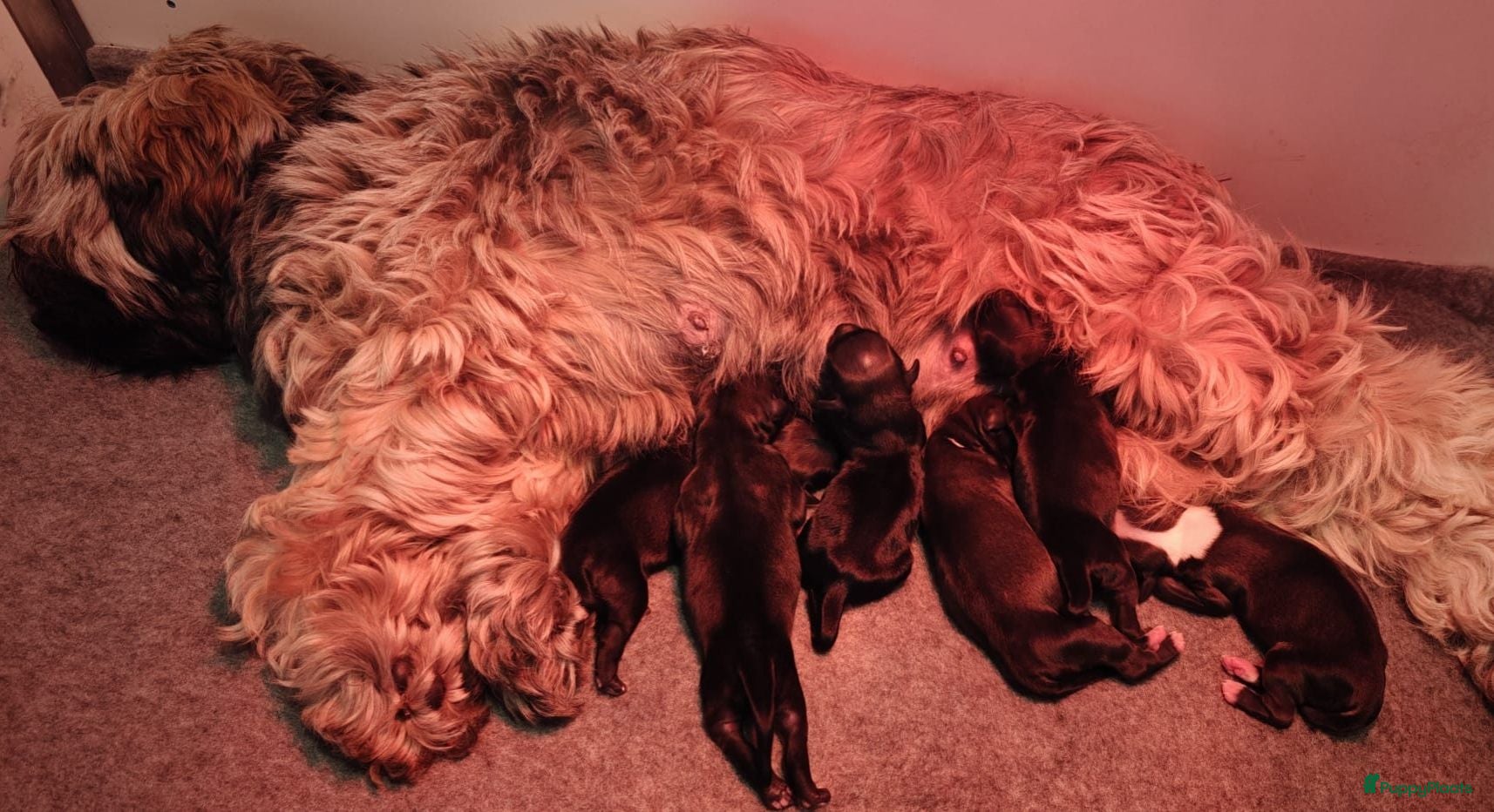 Tibetaanse Terriër honden Raszuivere Tibetaanse Terriër pups  - Advertentie 1