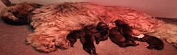 Tibetaanse Terriër honden te koop: Raszuivere Tibetaanse Terriër pups  - Advertentie 1