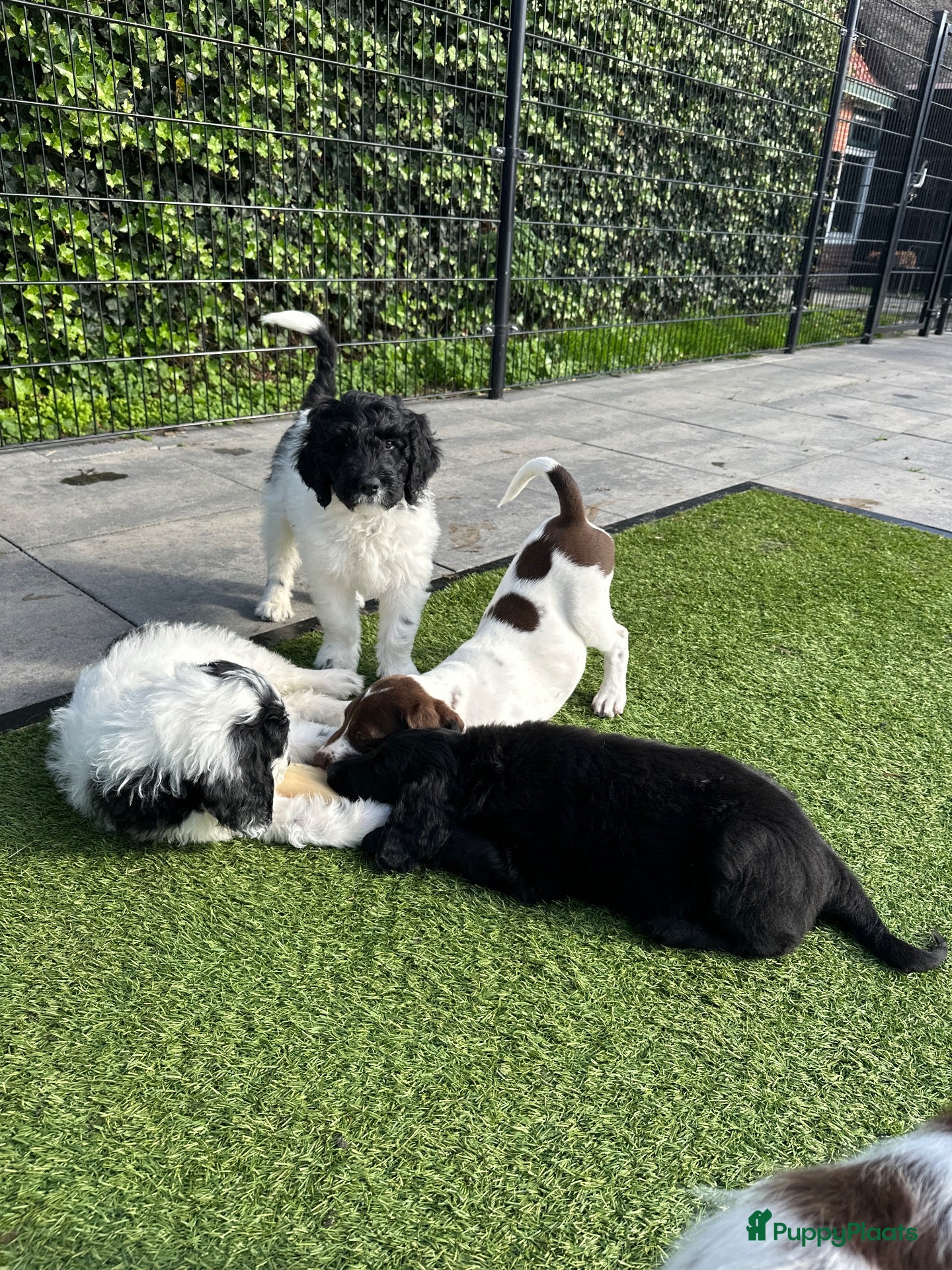 Kruising honden Kruising pups Doodle x Duitse stadoodle - Advertentie 11