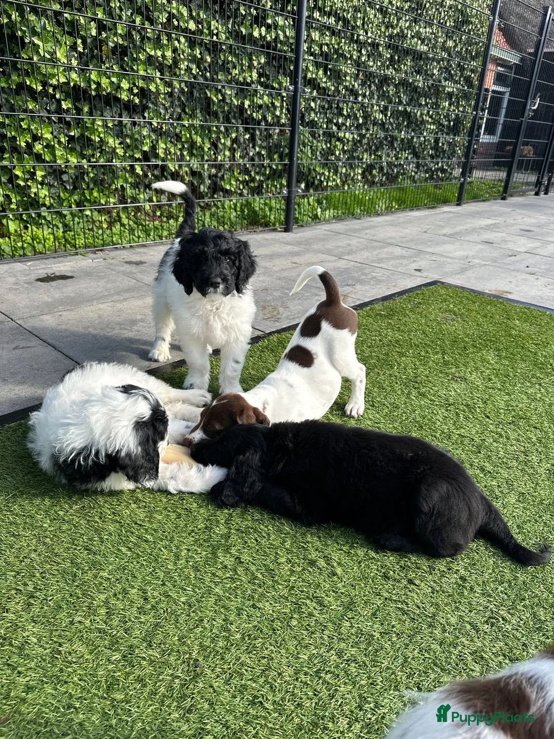 Kruising honden te koop: Kruising pups Doodle x Duitse stadoodle in Broeksterwald - Advertentie 1
