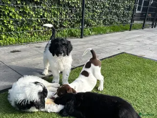 Kruising honden Kruising pups Doodle x Duitse stadoodle - Advertentie 8