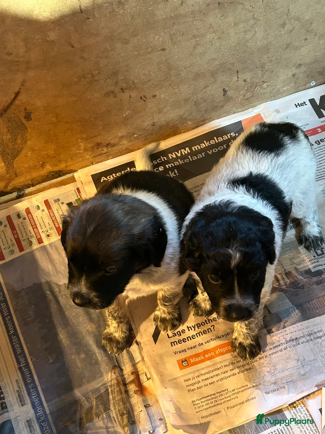 Friese Stabij honden te koop: 2 Friese stabij reutjes in Zoeterwoude - Advertentie 2