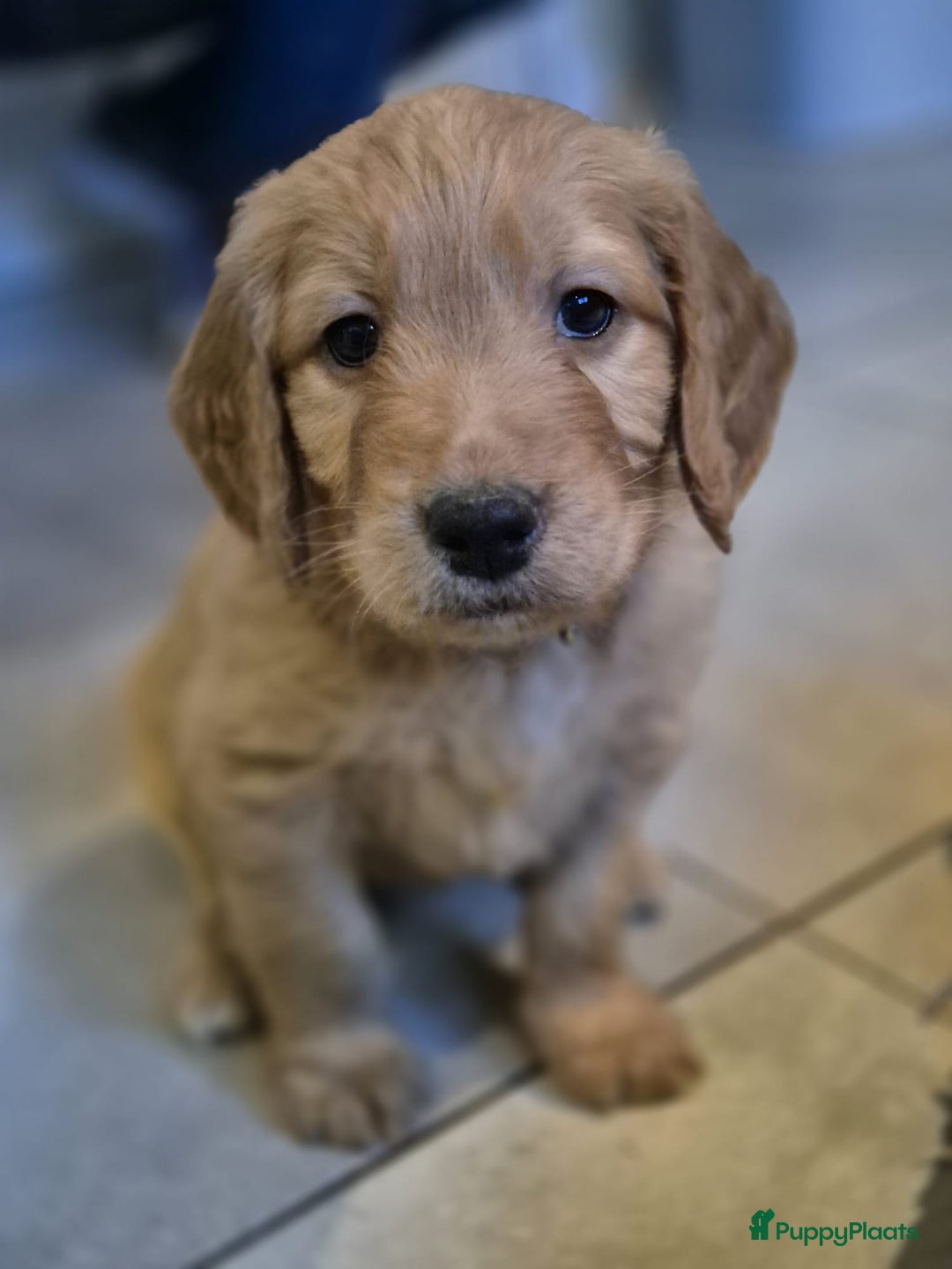 Goldendoodle honden te koop: Lieve Golden Doodle teefjes  - Advertentie 12