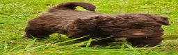 Spaanse Waterhond honden te koop: Echte schip-pups vanaf het Lauwersmeer! 🐾⛵ - Advertentie 33
