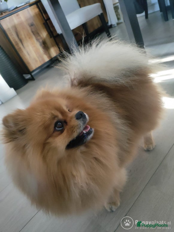 Kruising honden Pomeranian dekreu in Harderwijk - Advertentie 2