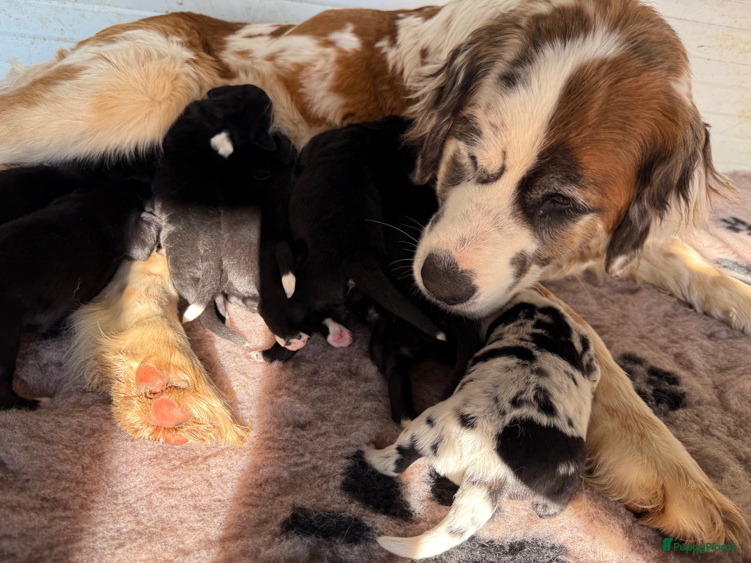 Kruising honden te koop: Newfoundlander Kruising pups  - Afbeelding 10