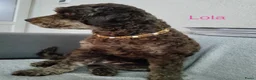 Labradoodle honden te koop: Labradoodle pups  - Advertentie 25