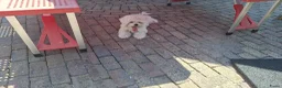 Maltezer honden te koop: Maltezer leeuwtje. Reu. Mei'26. Rasecht - Advertentie 4