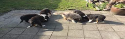 Australian Shepherd honden te koop: 🐾 Australian Shepherd pups, Super sociaal 🌸 - Advertentie 20
