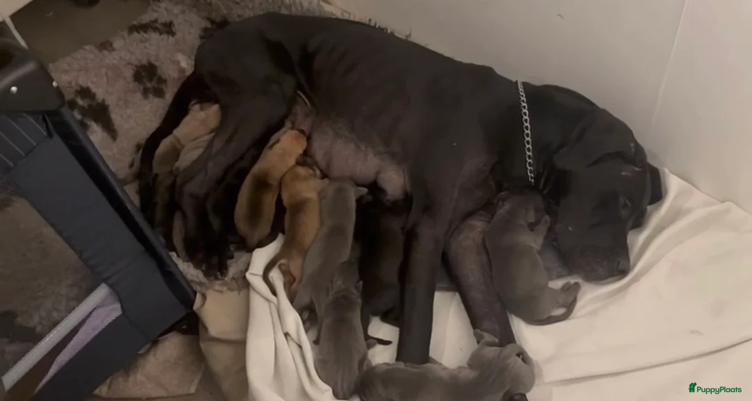 Duitse Dog honden te koop: Duitse dog puppies  - Advertentie 14