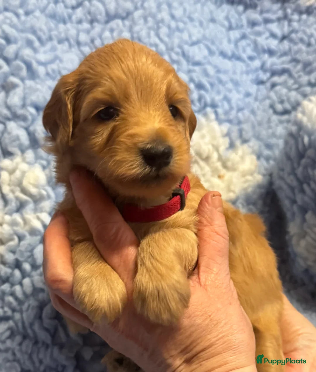 Australian Labradoodle honden te koop: te koop Australian labradoodles - Advertentie 7