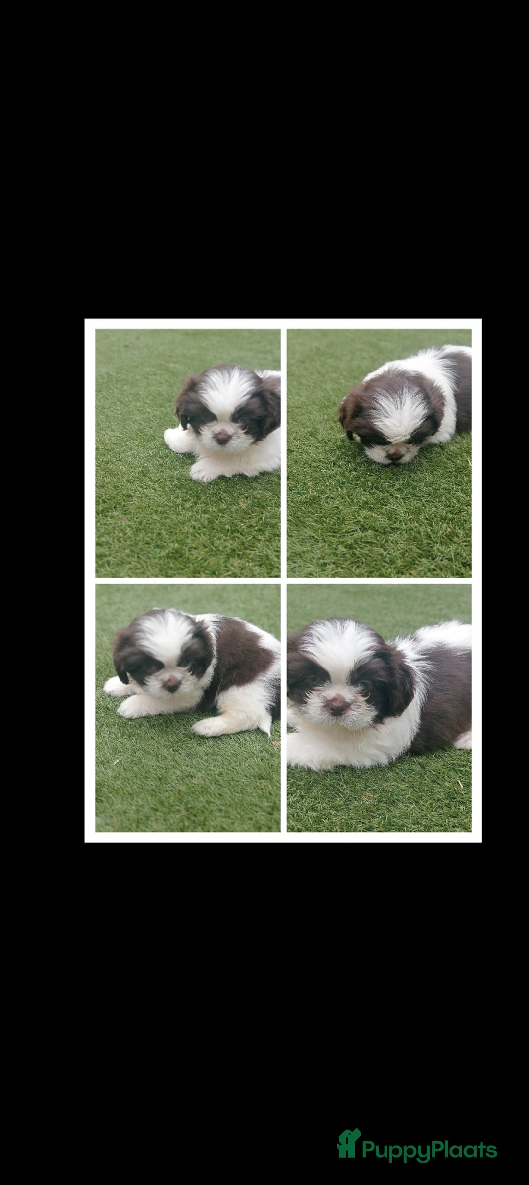 Shih Tzu honden te koop: Raszuivere Shih tzu pups nog 1 teefje en 1 reutje  - Afbeelding 19