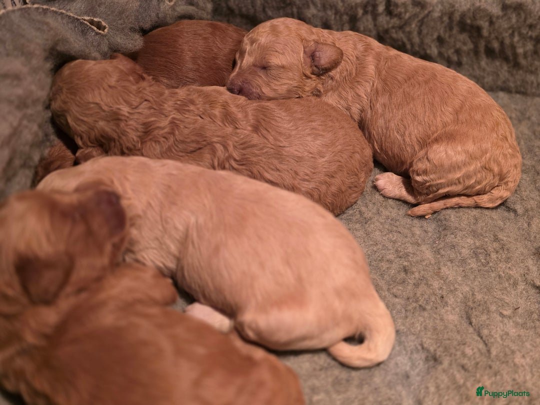 Goldendoodle honden te koop: Goldendoodle multigen middenslag reu te koop - Advertentie 17