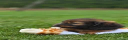 Teckel (langhaar) honden te koop: Prachtige Langharige Dwergteckelpups te koop - Advertentie 6