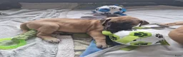 Duitse Dog honden te koop: Duitse Dog Pups - Advertentie 2