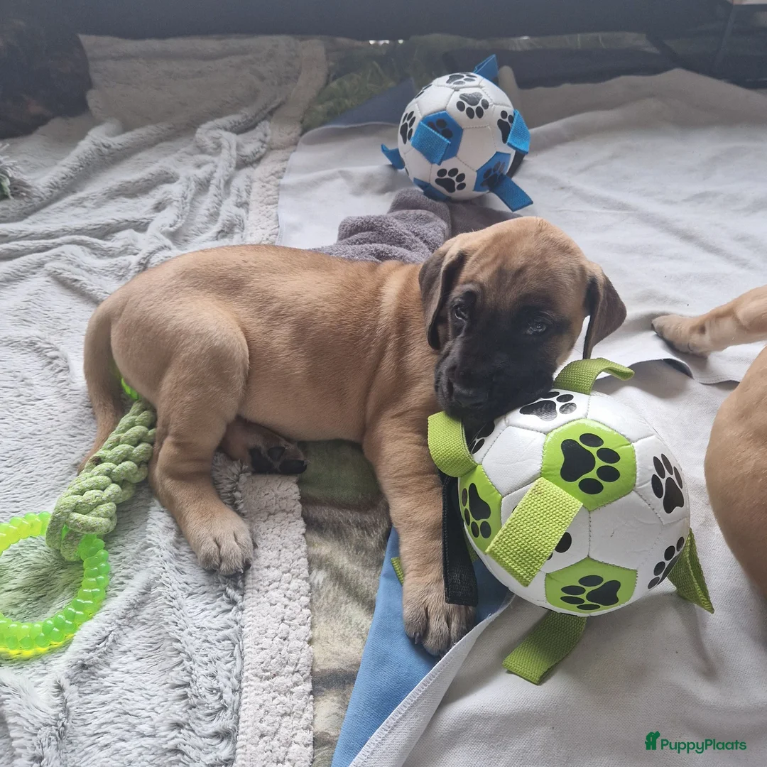 Duitse Dog honden te koop: Duitse Dog Pups - Advertentie 2