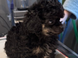 Poedel Toy honden Toy poedels - Advertentie 3