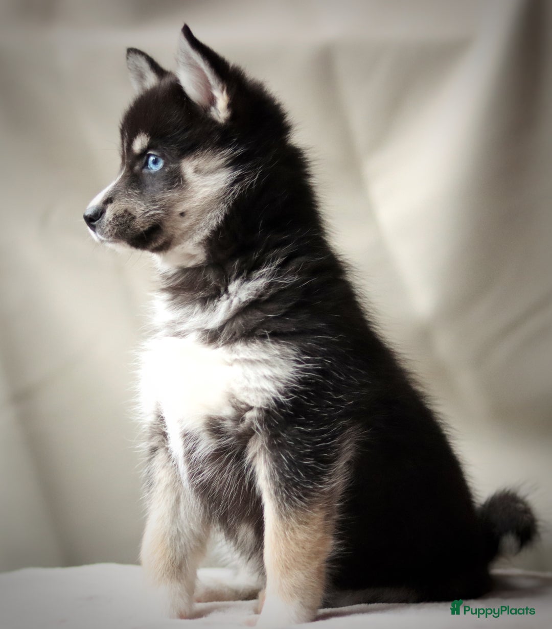 Pomsky honden te koop: Schitterende Pomsky pups  - Advertentie 3