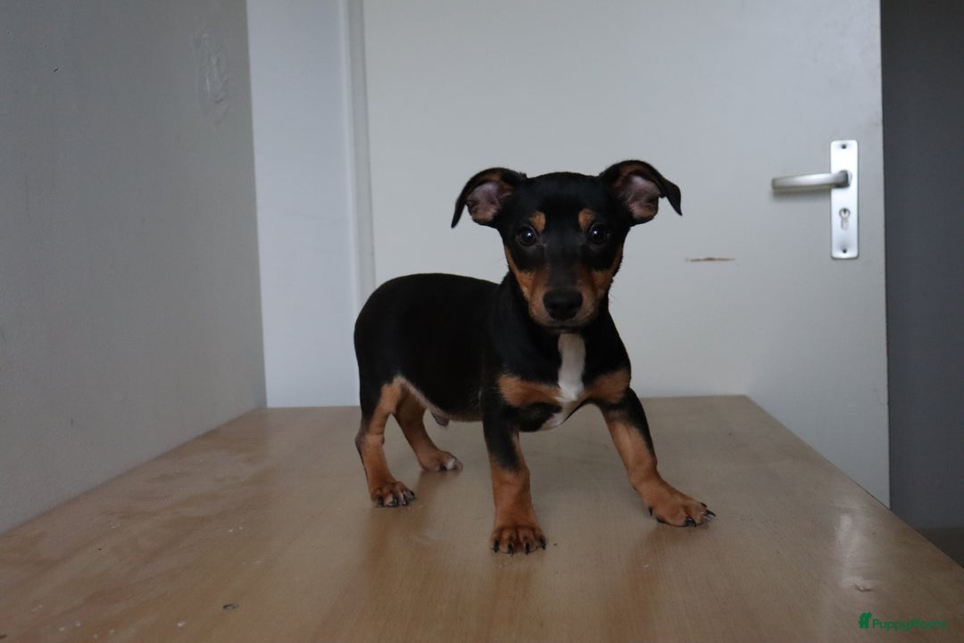 Jack Russel Terriër honden te koop: Mega Mooie jacks te koop - Advertentie 14