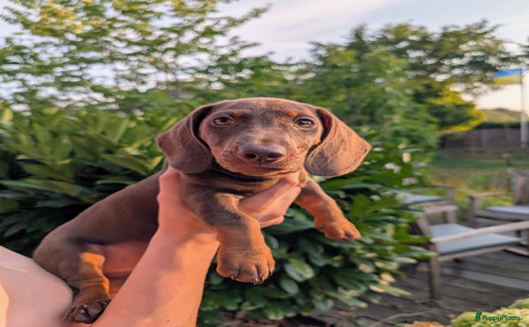 Teckel (korthaar)  honden - Advertentie 5
