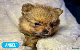 Pomeriaan honden te koop: Pomeriaanpups. 25 juni mogen ze het nest verlaten. in Emmen - Afbeelding 4