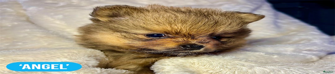 Pomeriaan Puppy 5