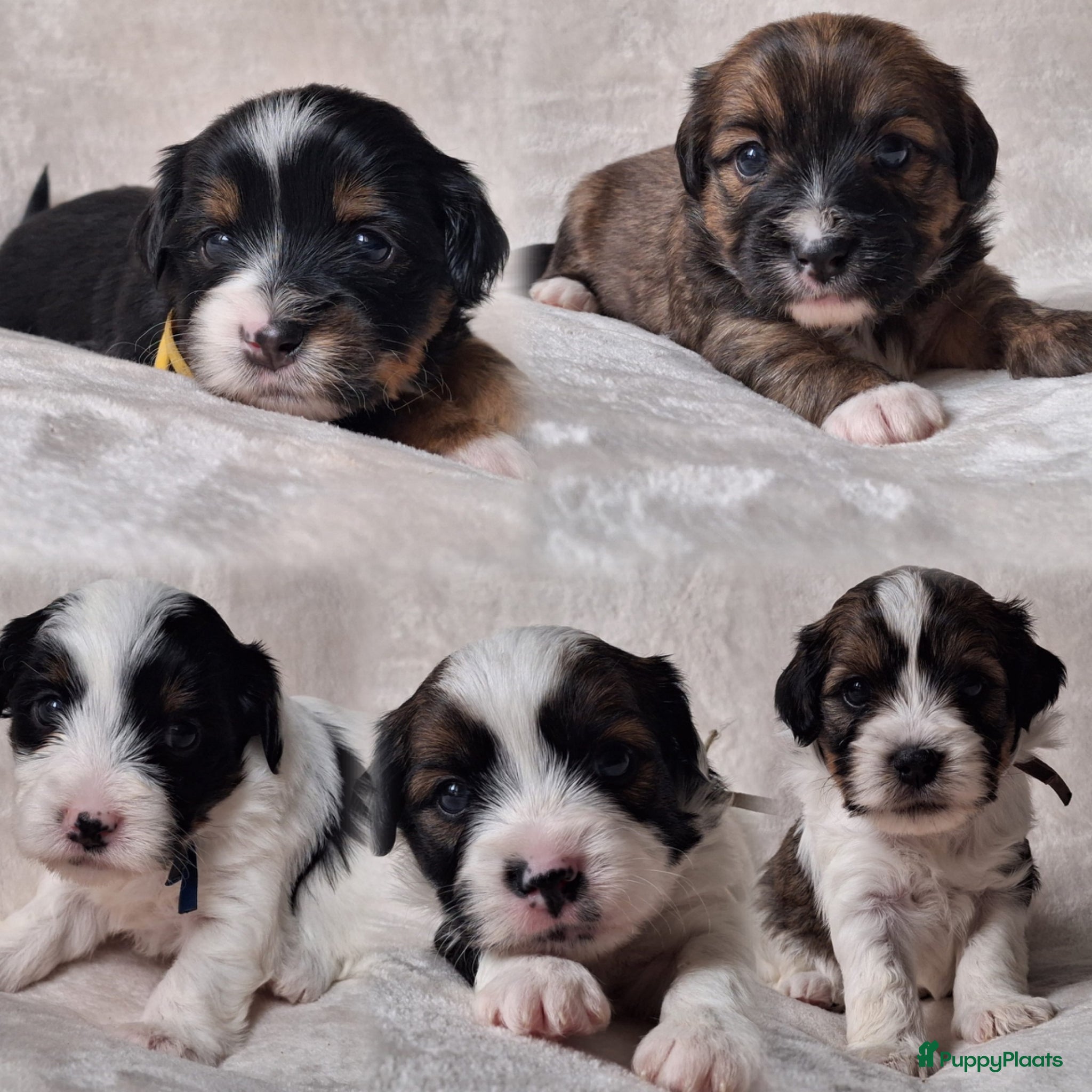 Boomer honden Boomer puppy’s - Advertentie 10