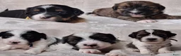 Boomer honden te koop: Boomer puppy’s in Bodegraven - Advertentie 1