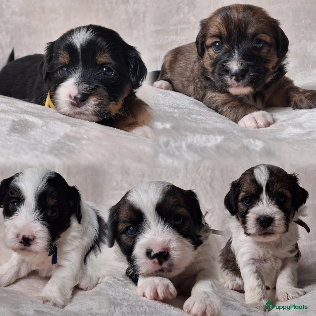 Boomer honden te koop: Boomer puppy’s in Bodegraven - Advertentie 1