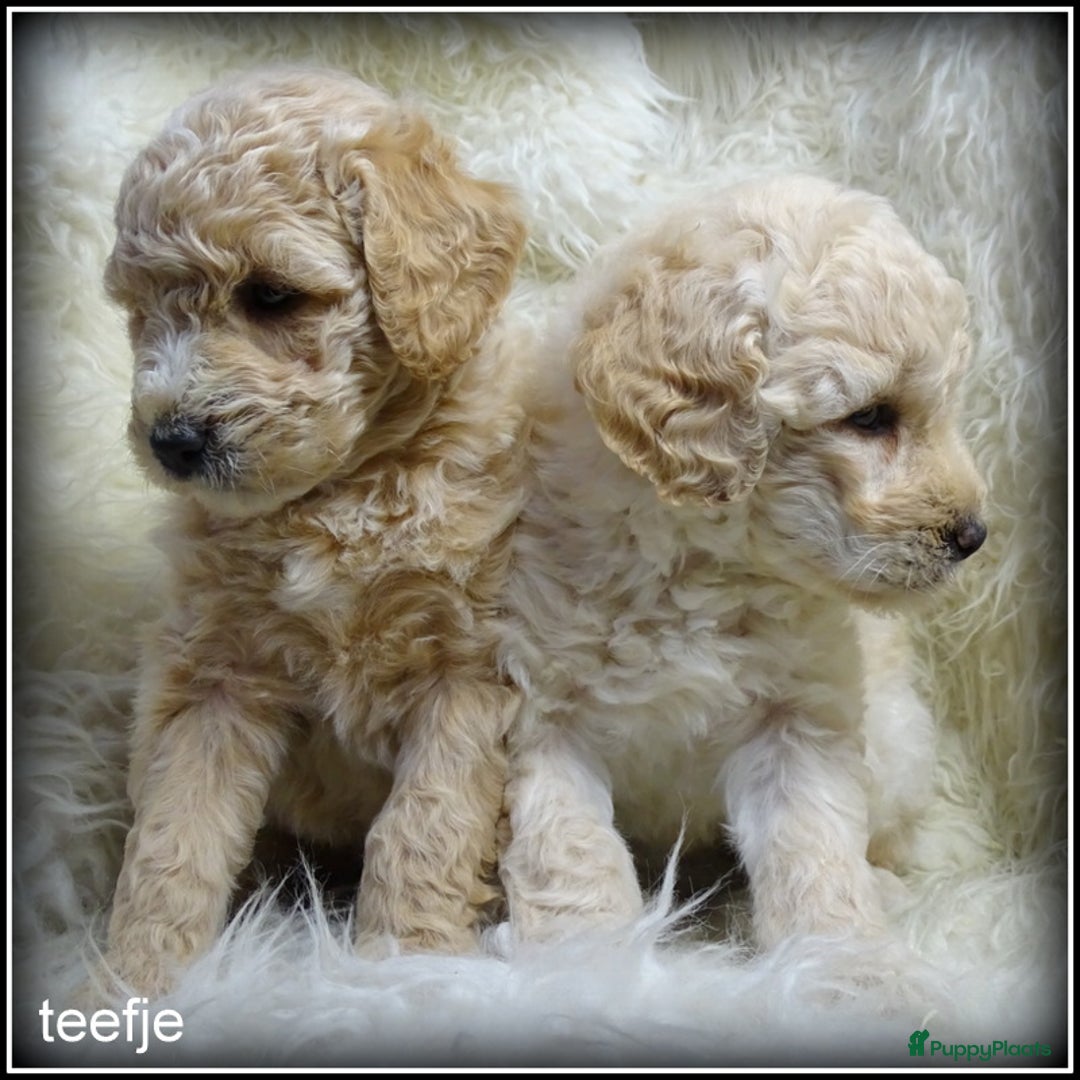 Labradoodle honden te koop: Labradoodle +/- 50 cm. (27 dec het nest verlaten)  - Advertentie 9